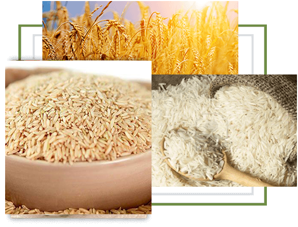 Brown Basmati – Greenfield Rice Mills